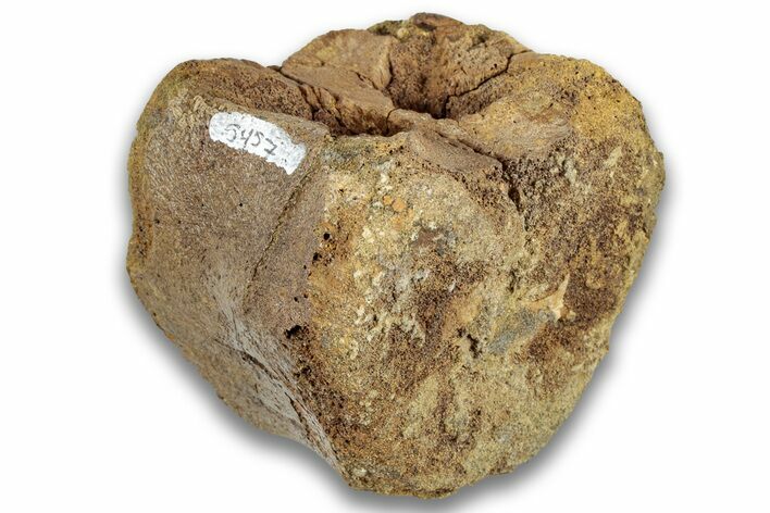 Hadrosaur (Edmontosaurus) Caudal Vertebra Centrum - Montana #324151